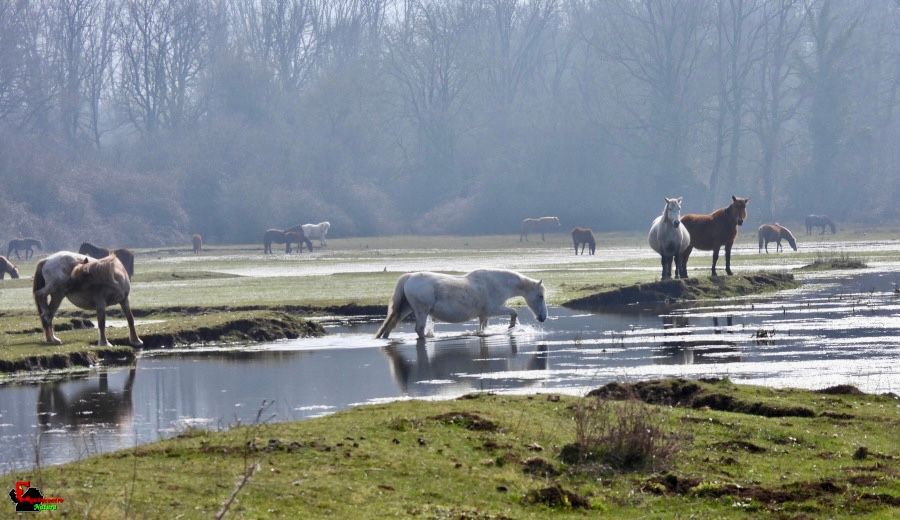 Ecosantuario Equincontro Natura! Vivi la natura e i cavalli nel Parco dei Castelli Romani