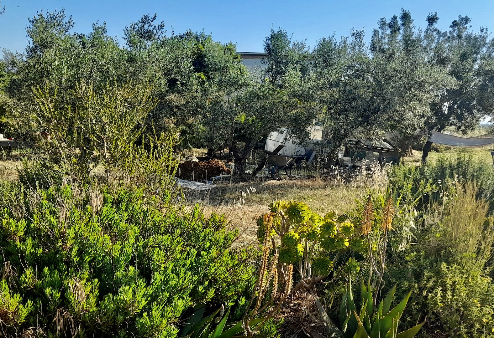 Tenda in campagna a Torre Guaceto