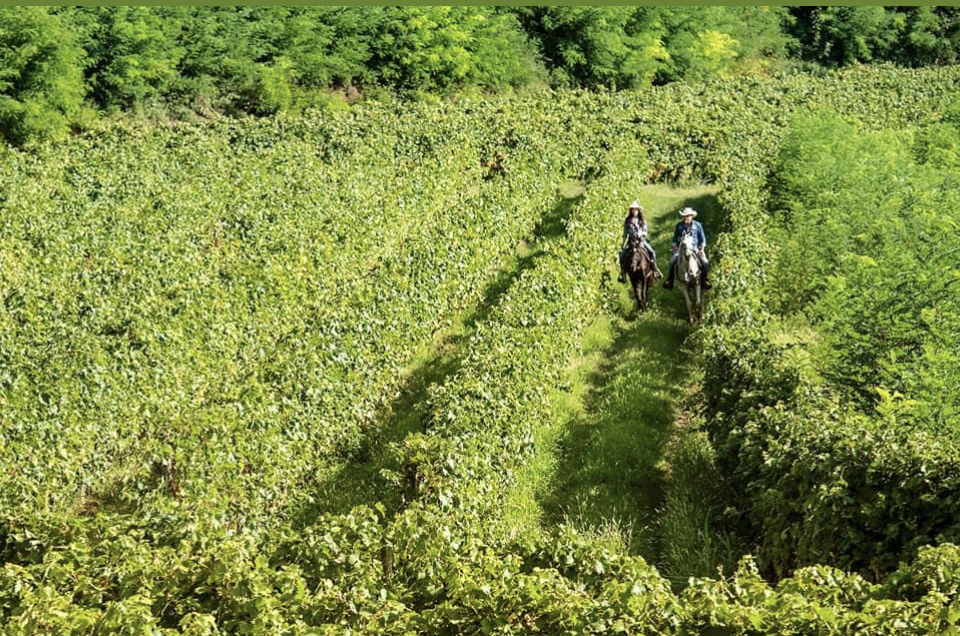 WEST VERONESE VOLCANIC WINE PARK