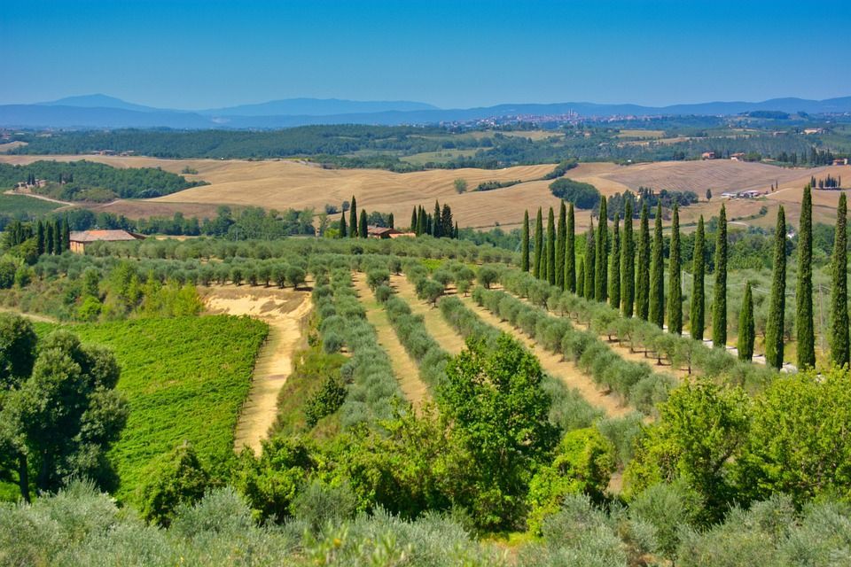 Casabarthel sull'albero