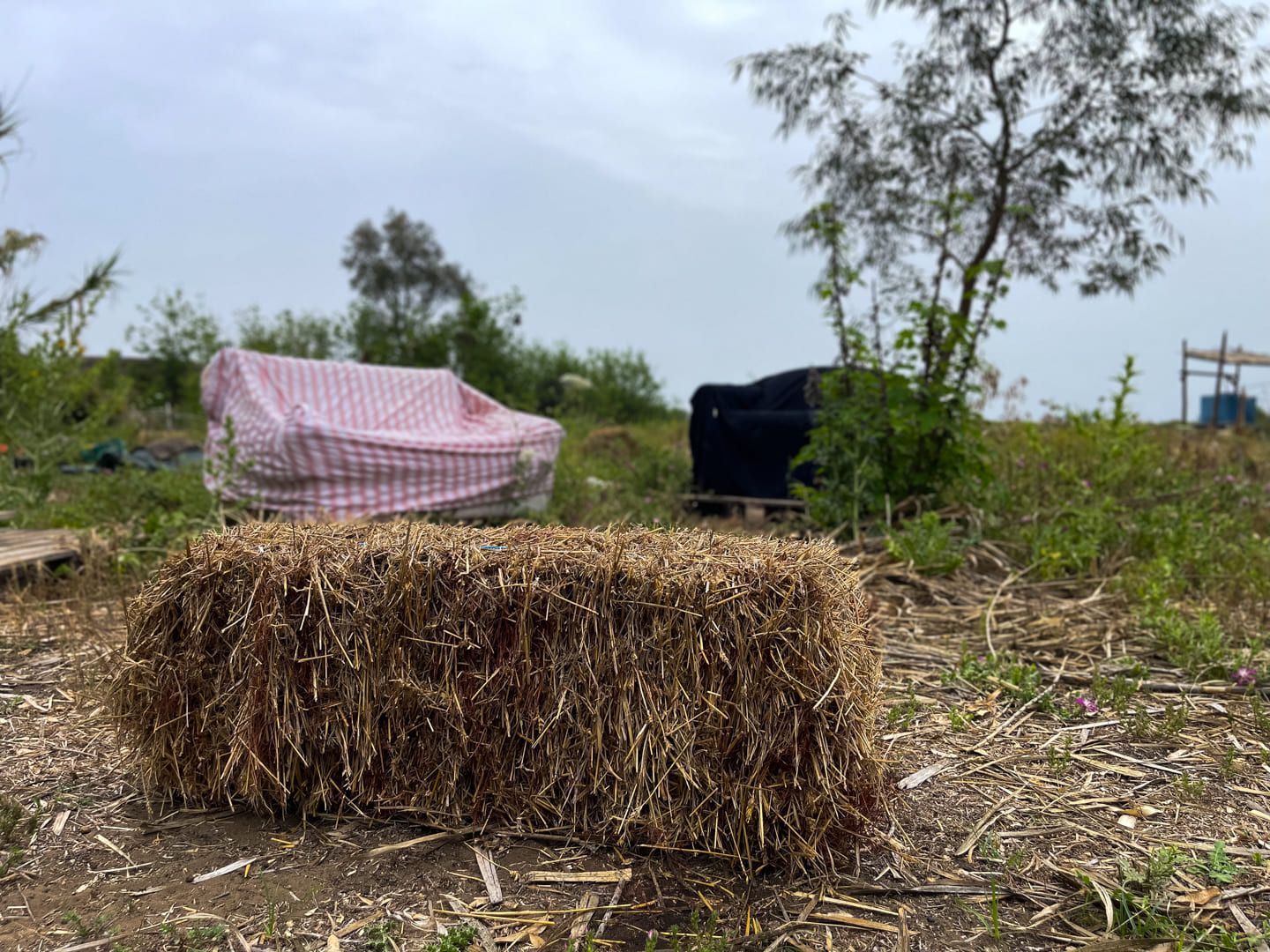 Food-foresting a due passi dal mar Ionio