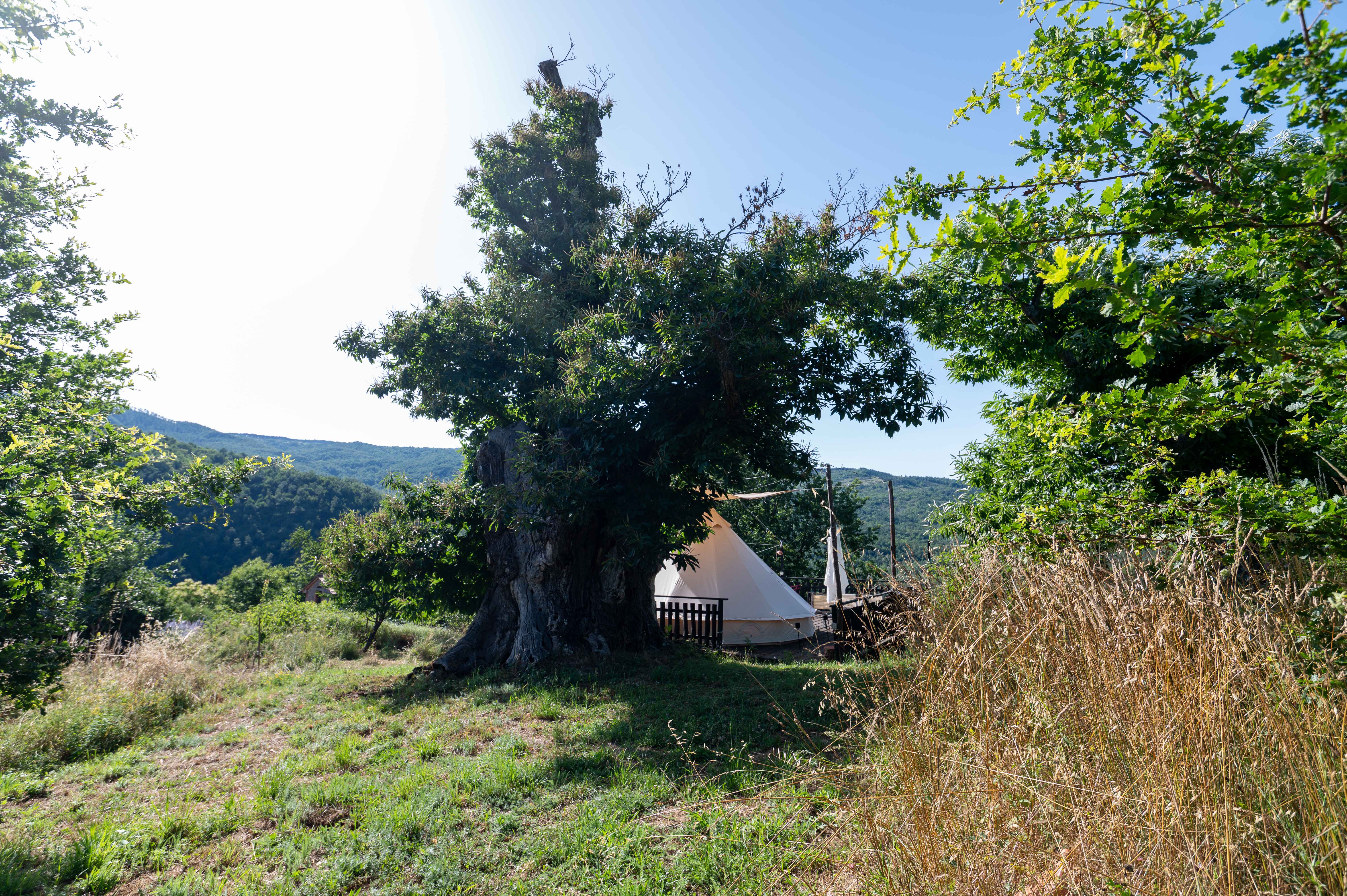 A glamping tent in a dream landscape