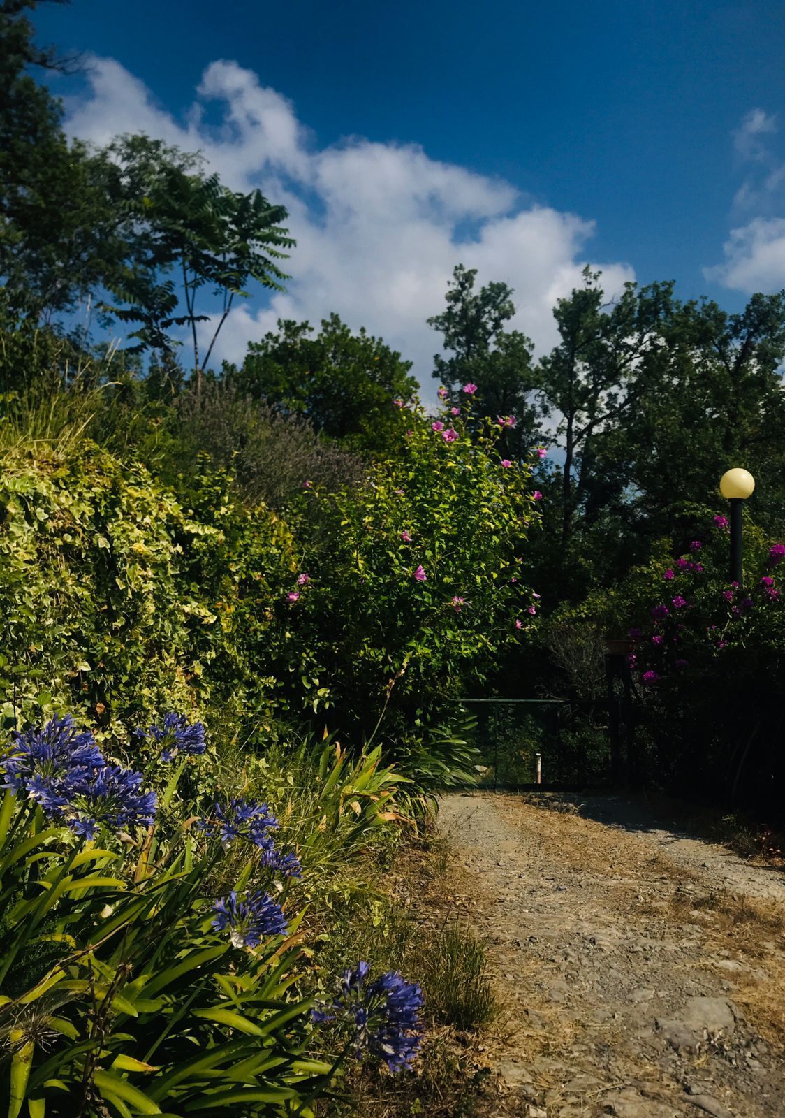 Spazio nel bosco per tenda e silenzio