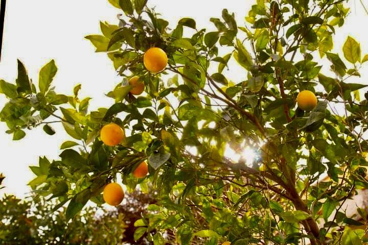 Nel giardino della Casetta Colorata: relax in natura a Catania