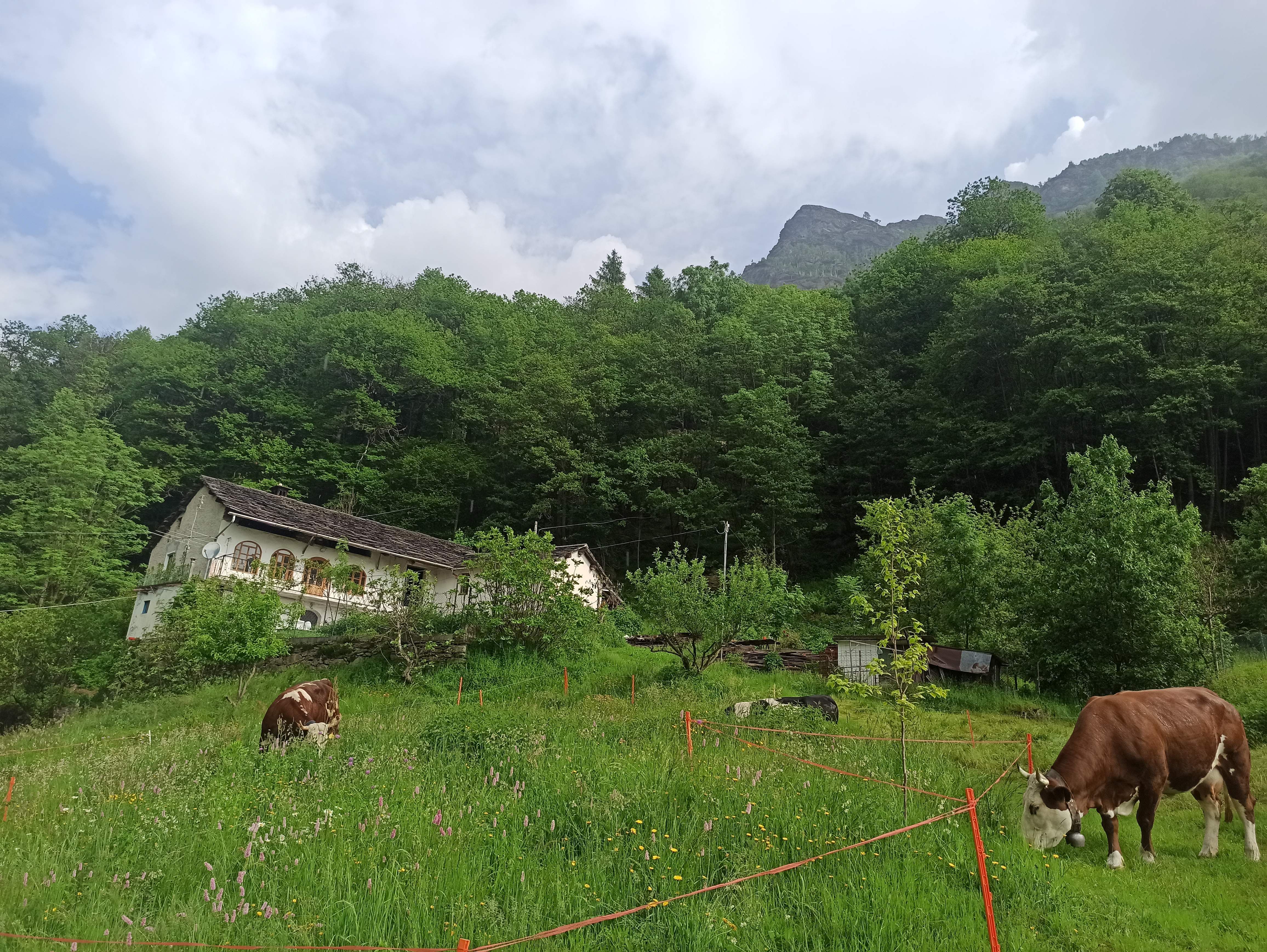 Fata dei fiori - Garden Camping