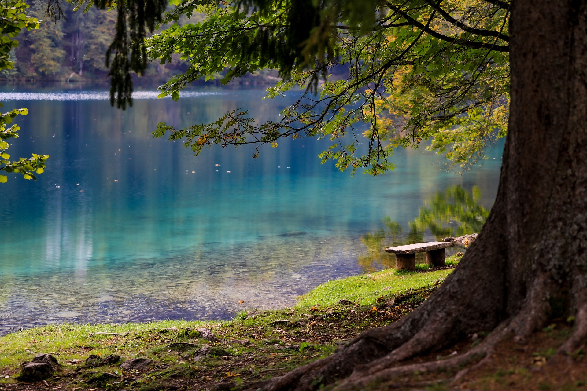Al limitare del bosco di Udine