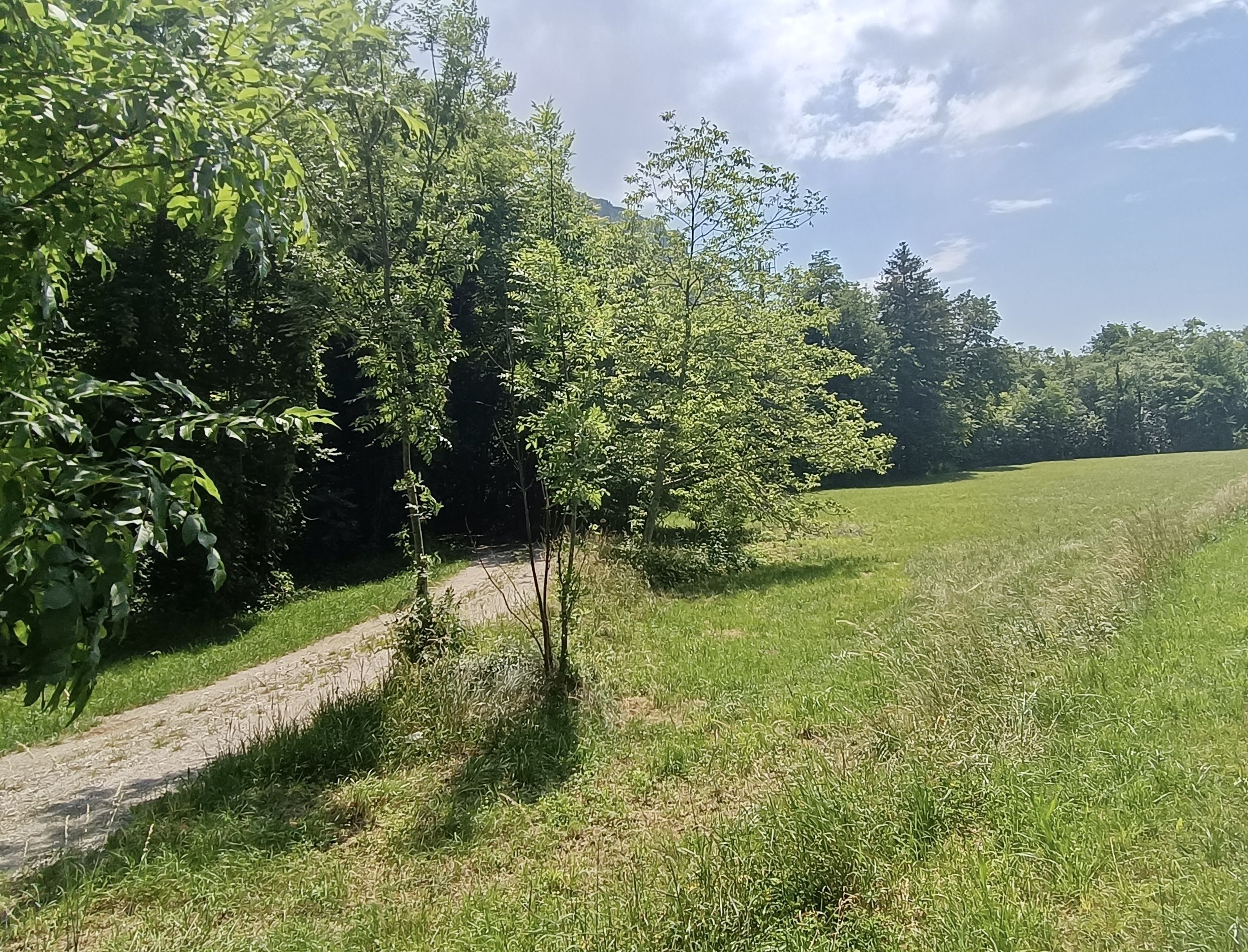 Al limitare del bosco di Udine