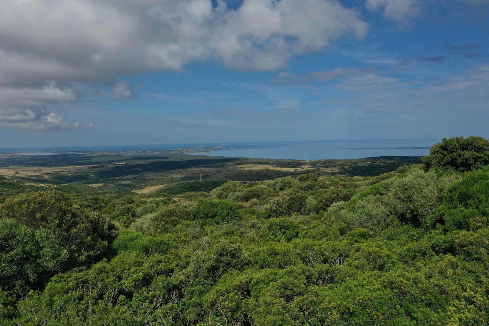Bosco vista Mare