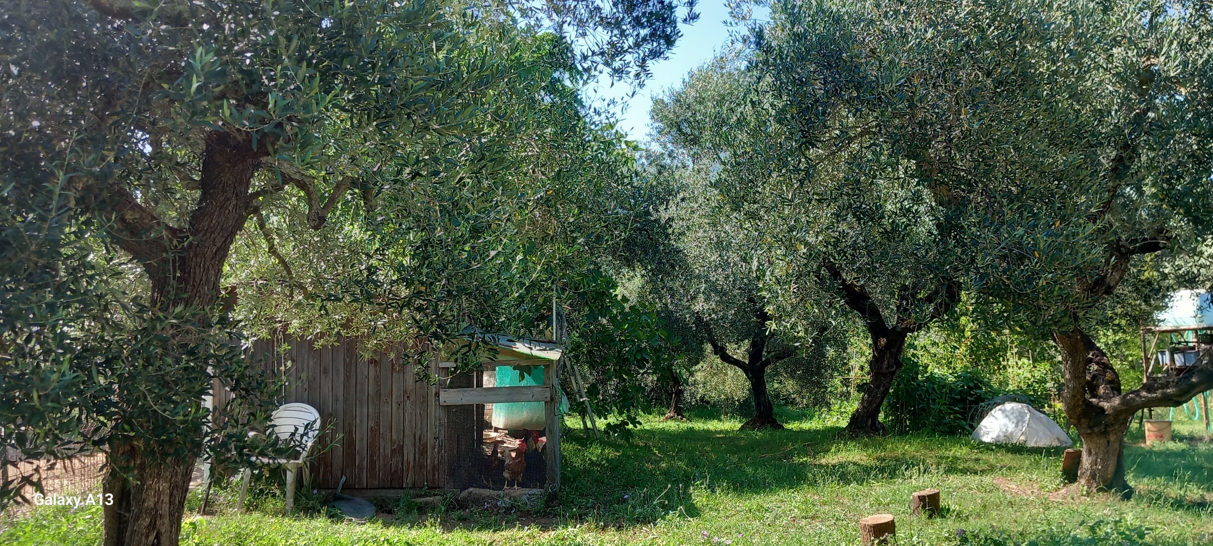 In Tenda o in Camper presso Uliveto sulla Via Francigena in Lazio