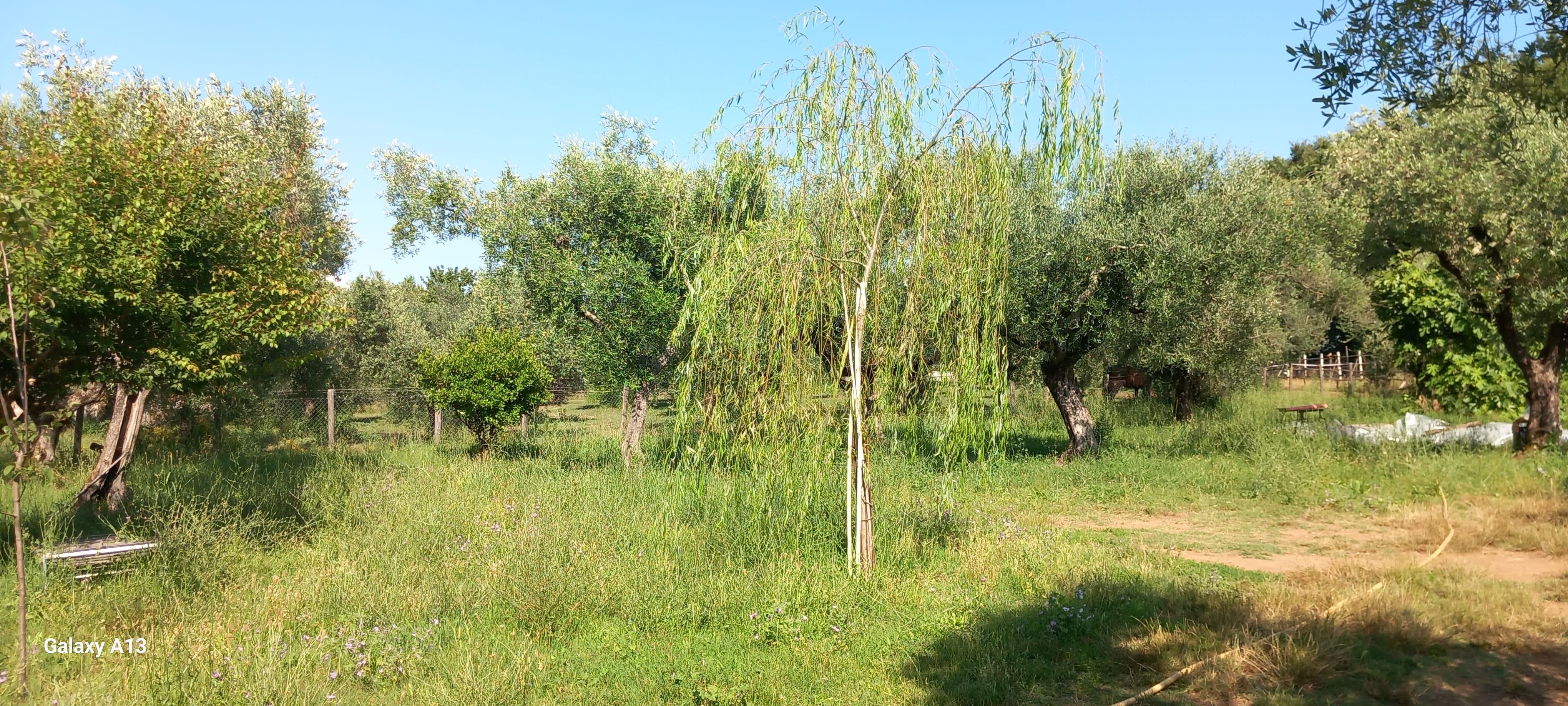 In Tenda o in Camper presso Uliveto sulla Via Francigena in Lazio