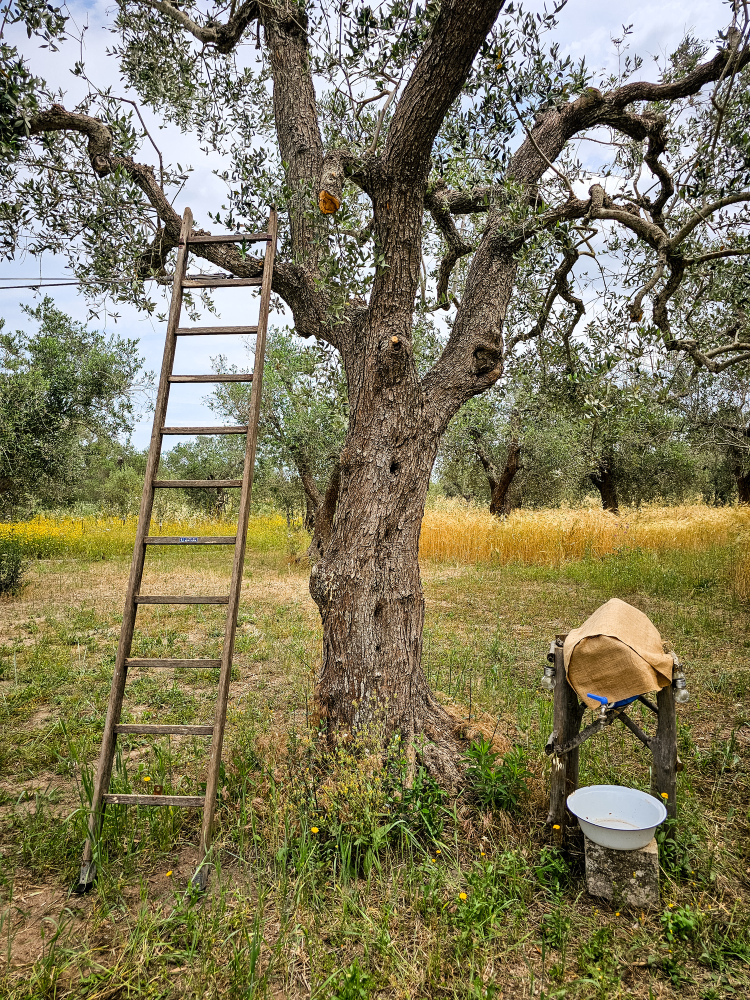 Caravan in the Salento countryside