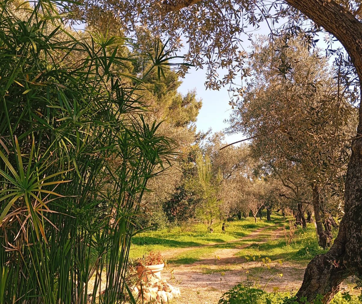 Glamping con Cupola geodetica in azienda olivicola biologica a pochi km da Sperlonga - Gaeta