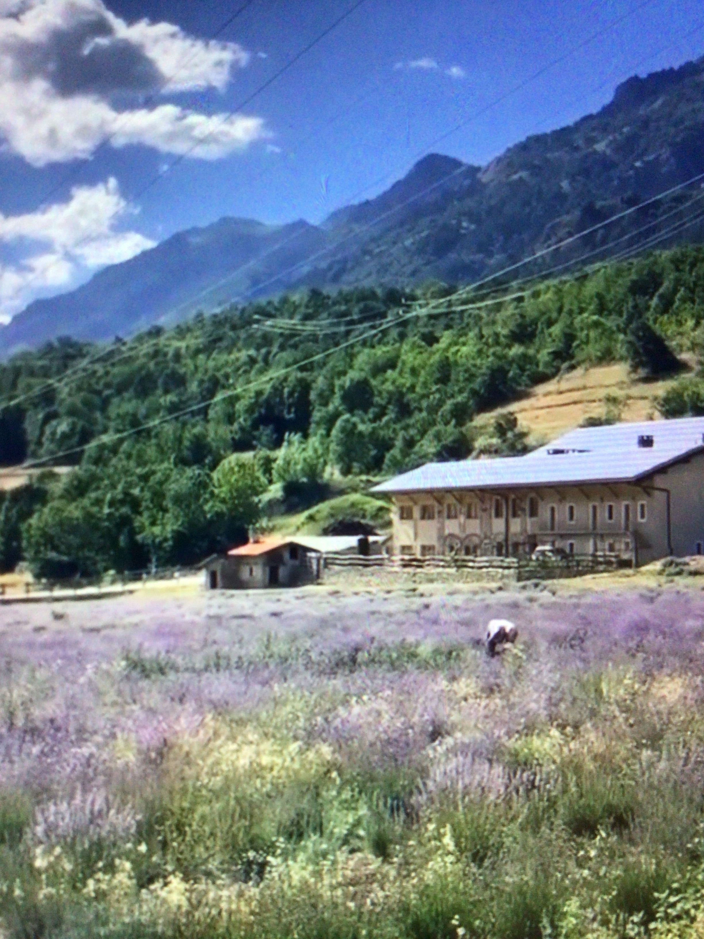 prato/campo in montagna vista lavanda e paesaggi