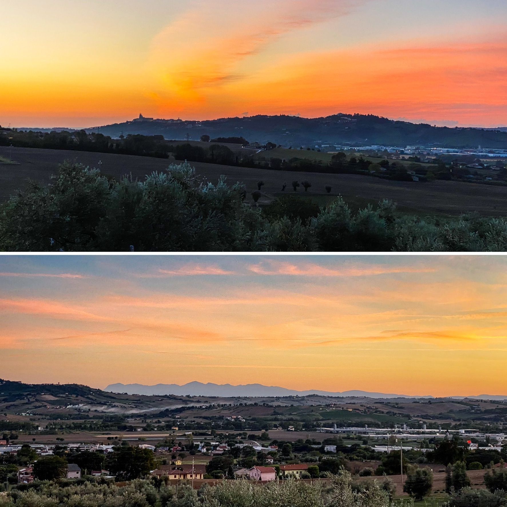 Stopover in the olive groves of Ancona