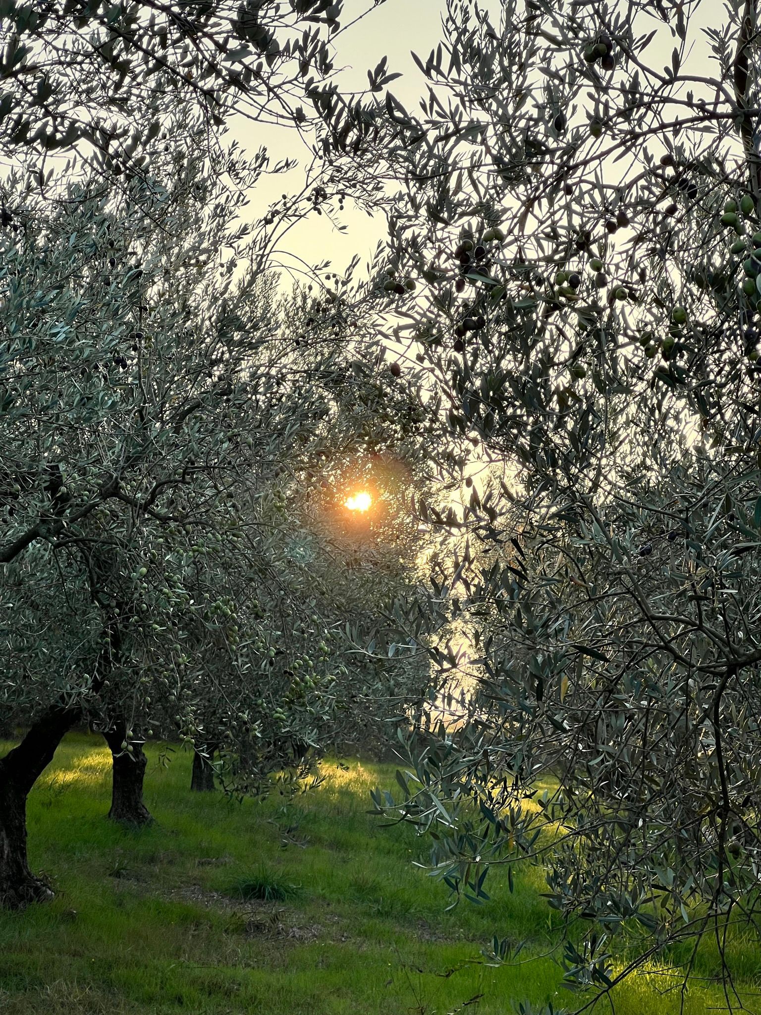 Stopover in the olive groves of Ancona