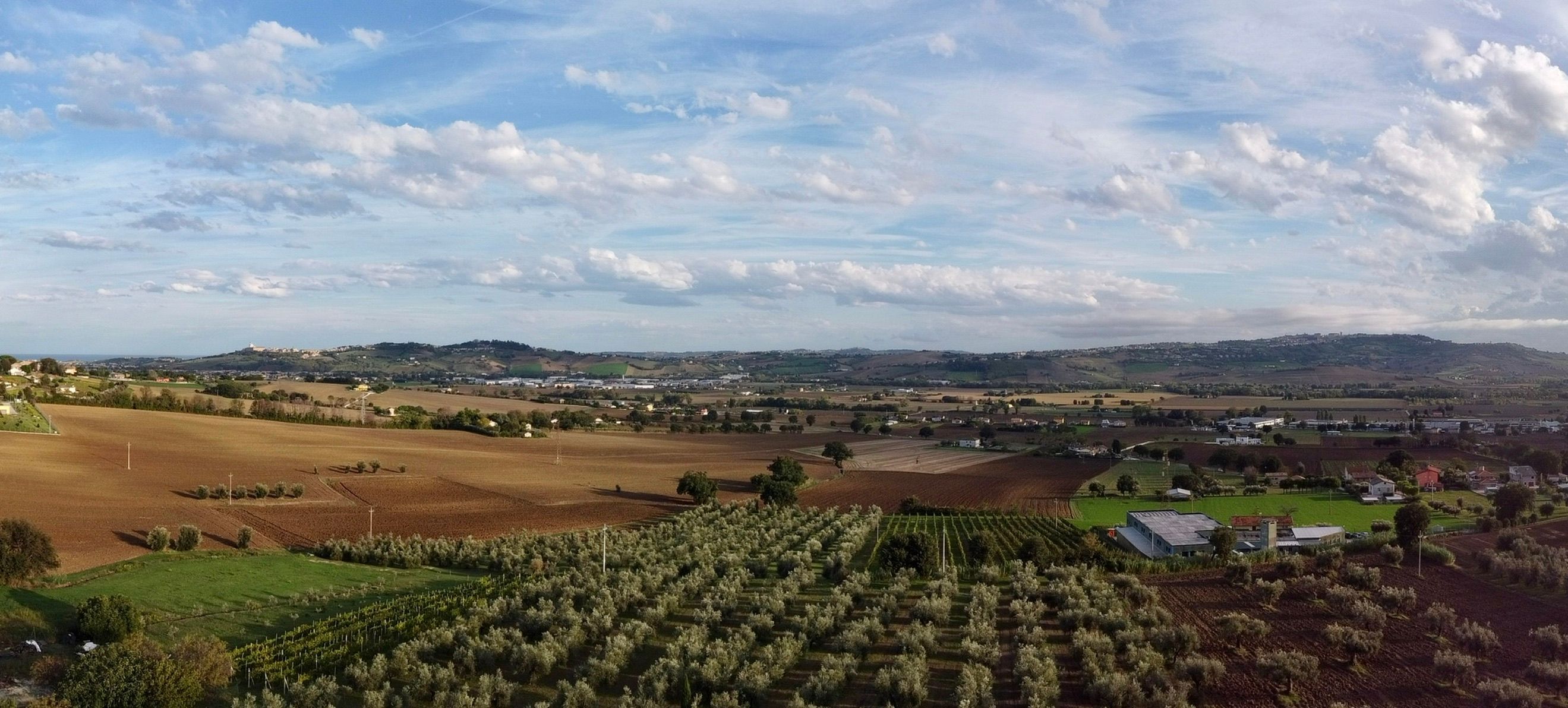 Stopover in the olive groves of Ancona