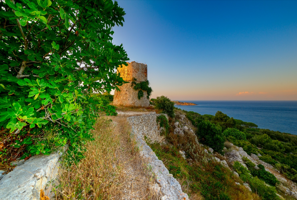 Trullo sull'ulivo