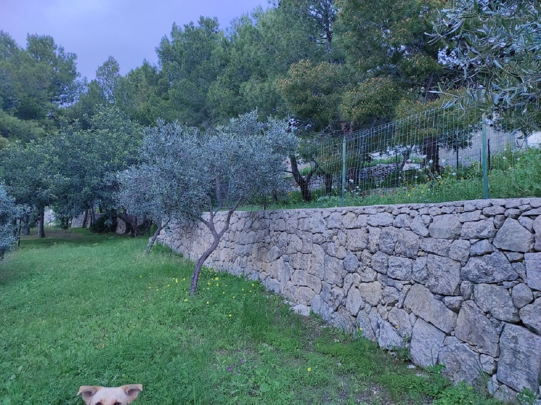 Piazzole tenda da 2 posti presso Camping Villaggio La Collinetta