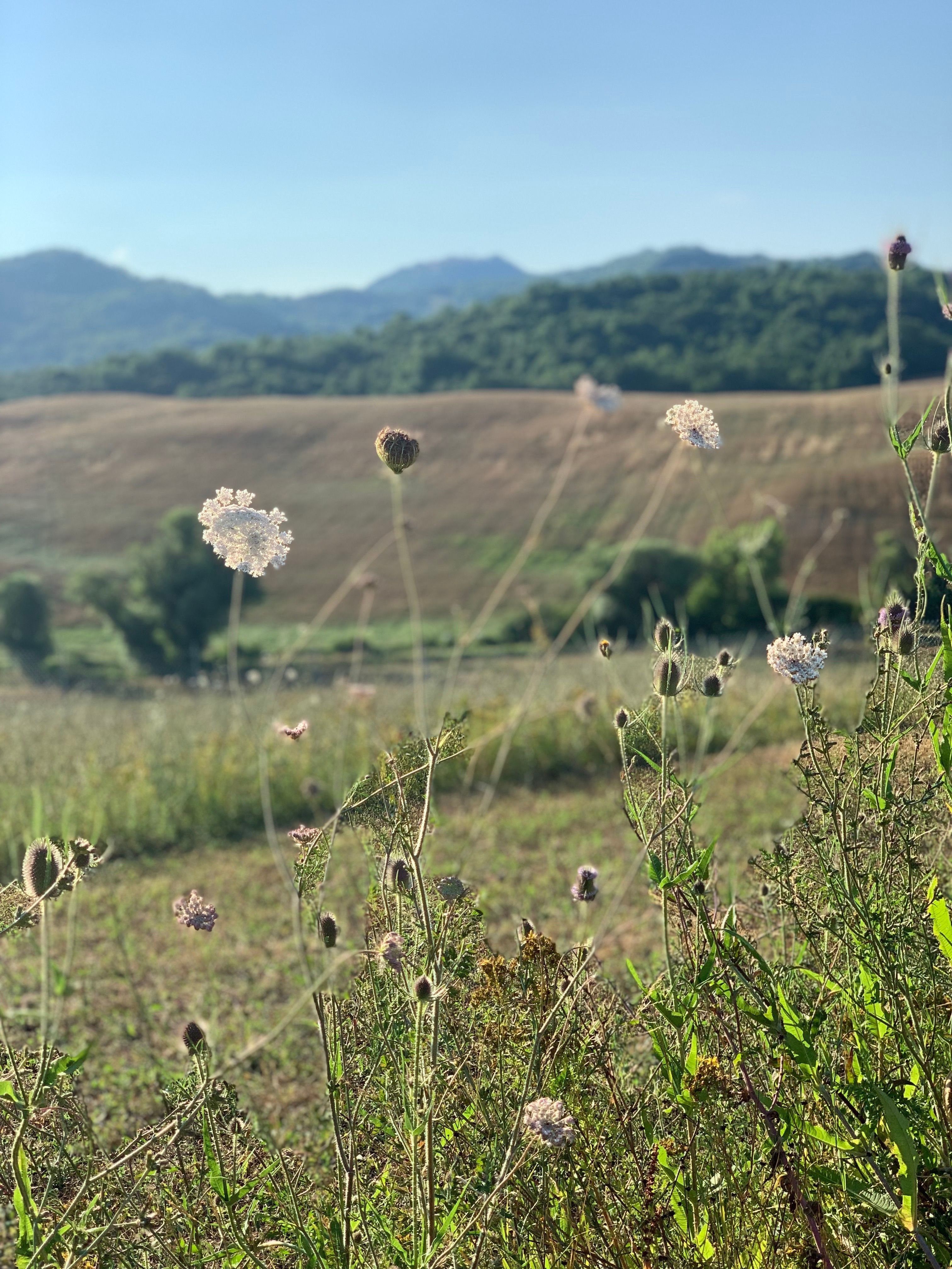 Nel Senese su di un poggio incantato ed esclusivo