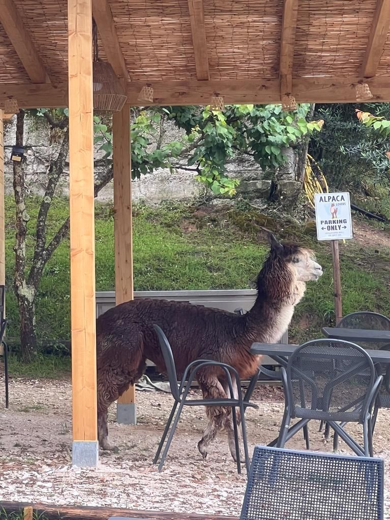 Tra Alpaca e lama, uno spazio da condividere!