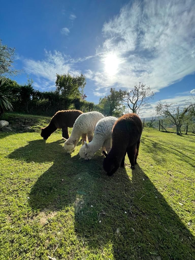 Tra Alpaca e lama, uno spazio da condividere!