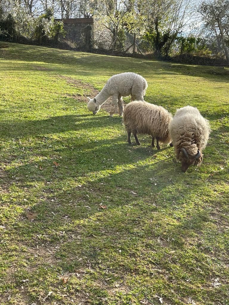 Tra Alpaca e lama, uno spazio da condividere!