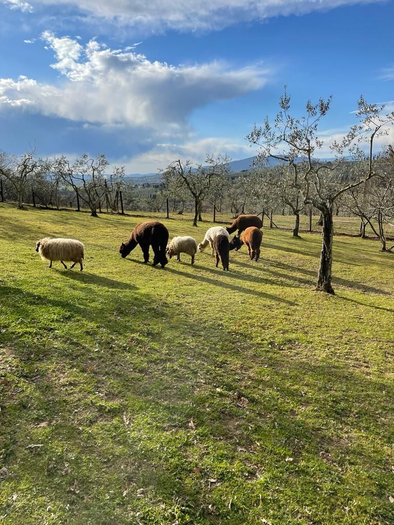 Tra Alpaca e lama, uno spazio da condividere!