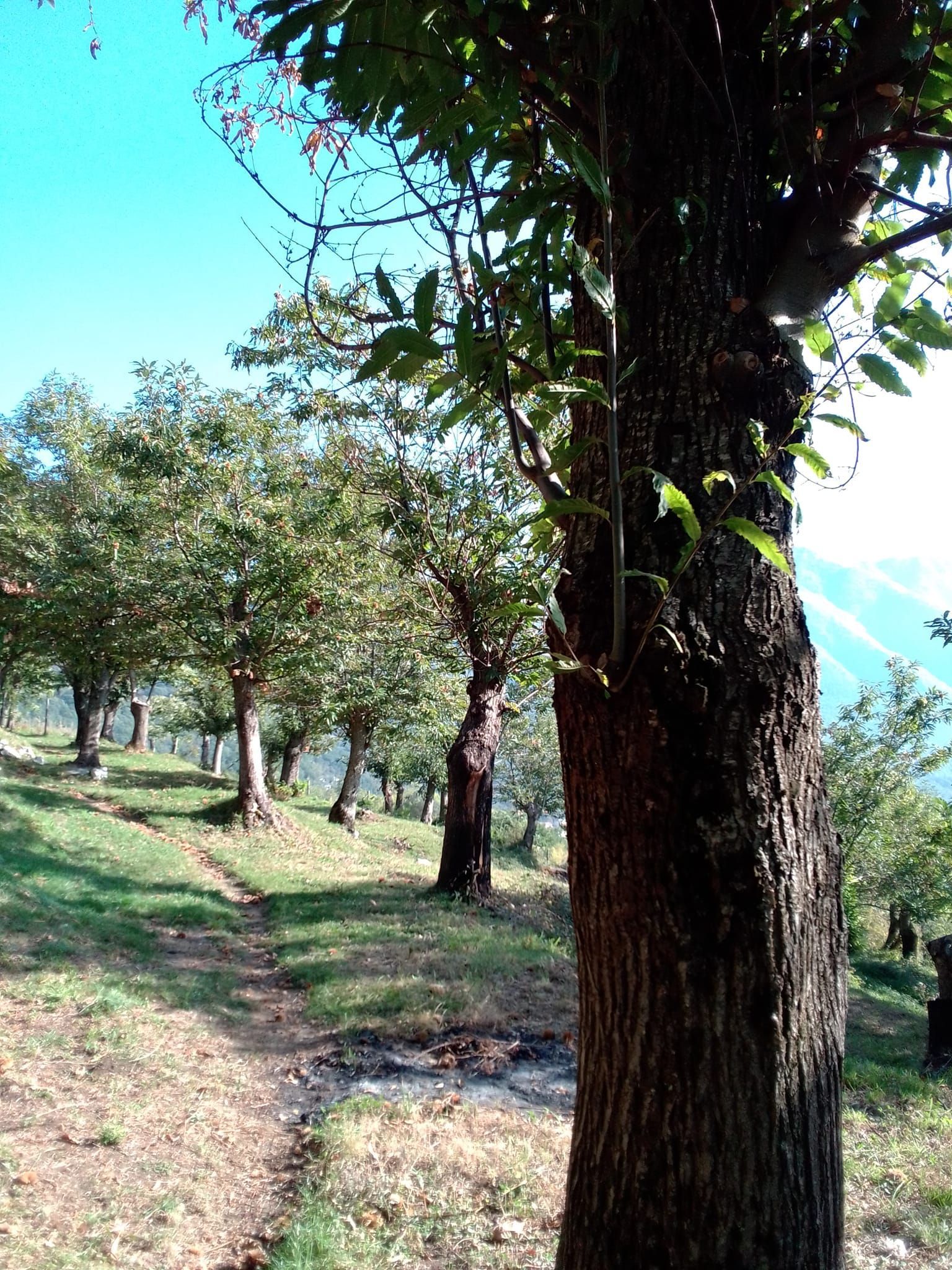 Tenda in castagneto