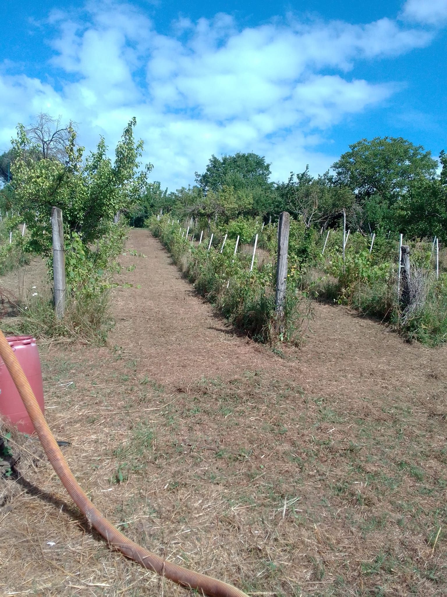 Tenda in castagneto