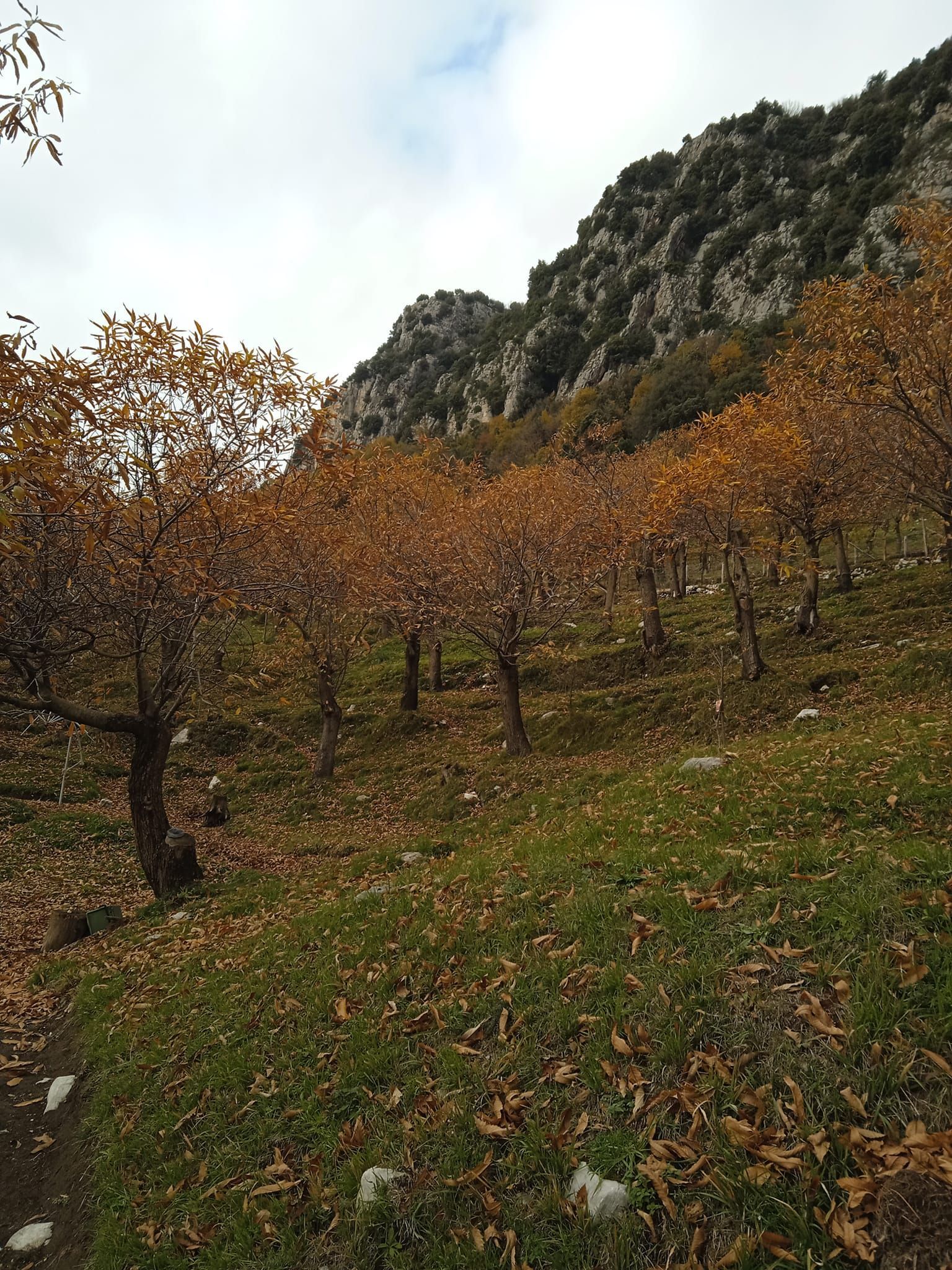 Tenda in castagneto