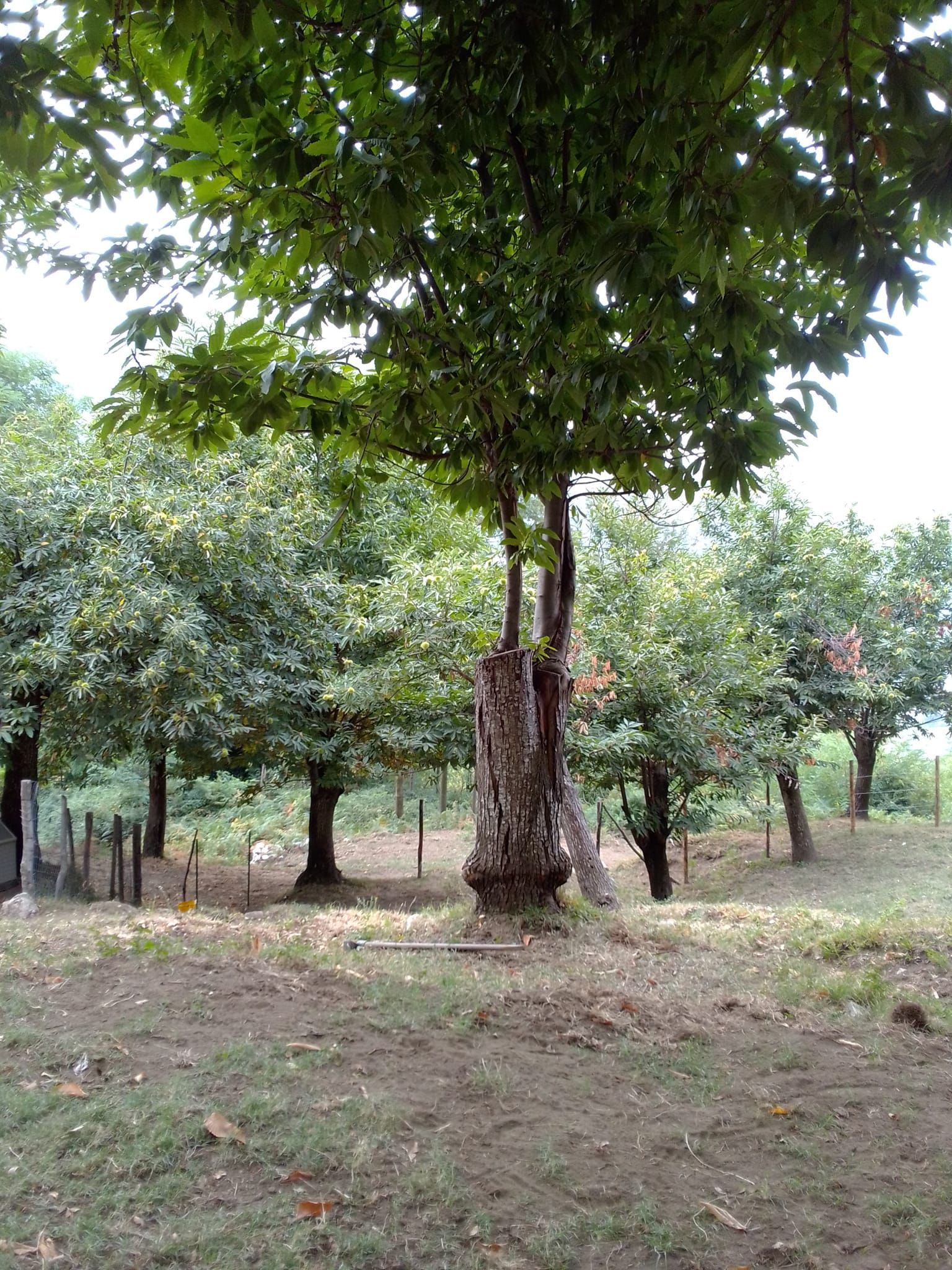 Tenda in castagneto