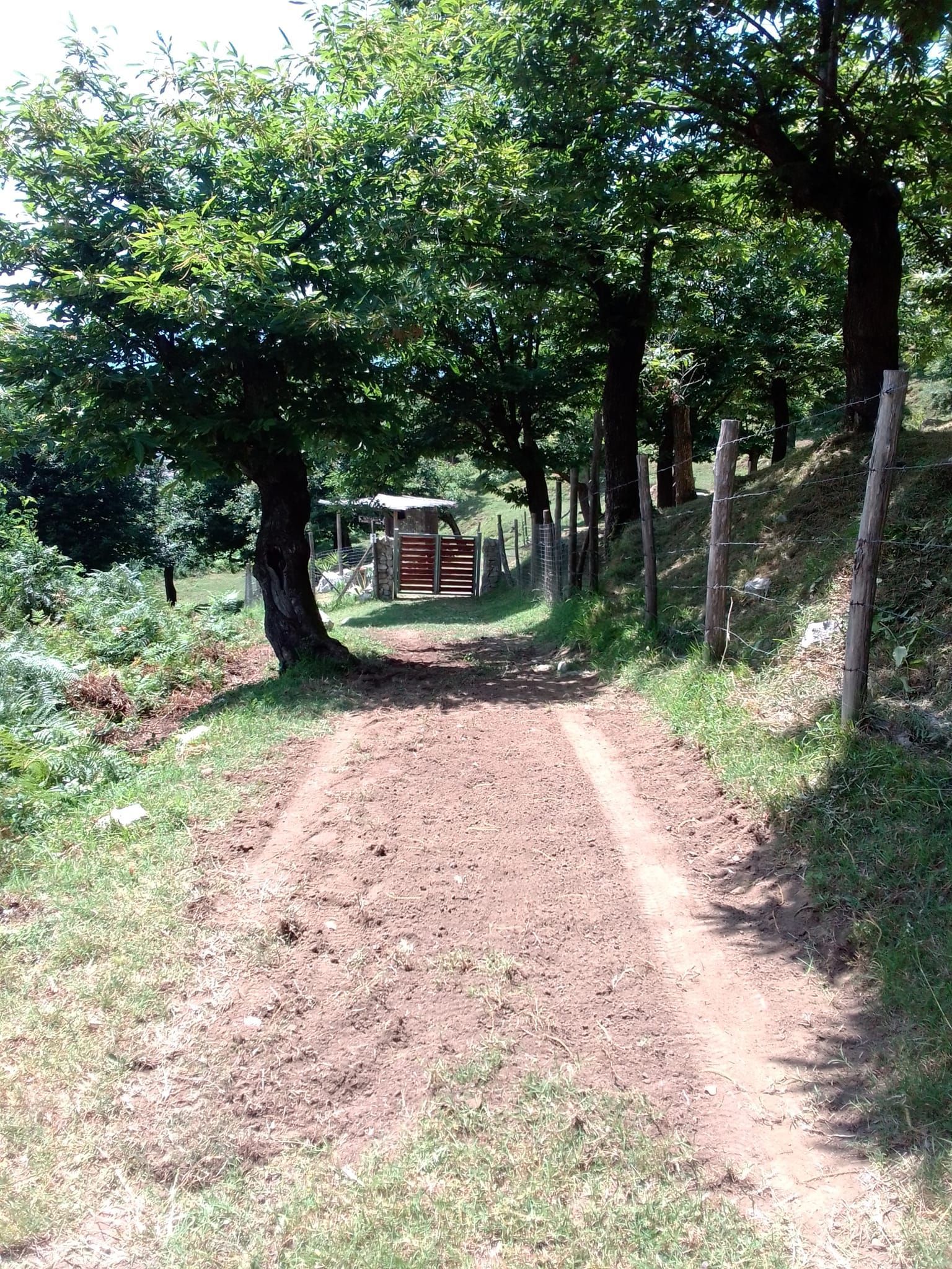 Tenda in castagneto