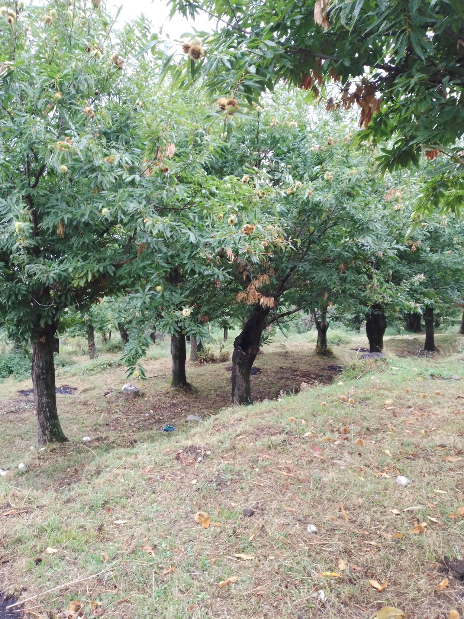 Tenda in castagneto