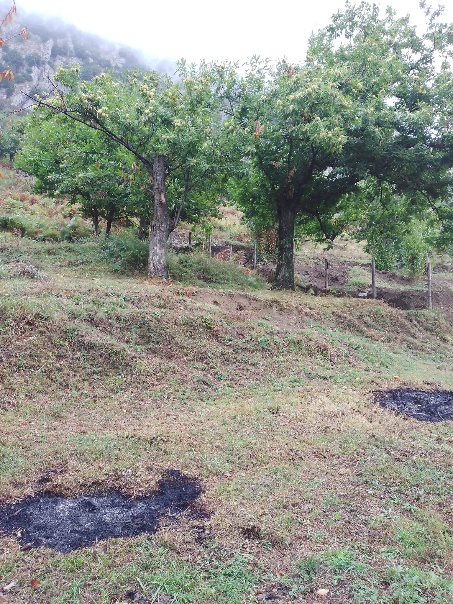 Tenda in castagneto