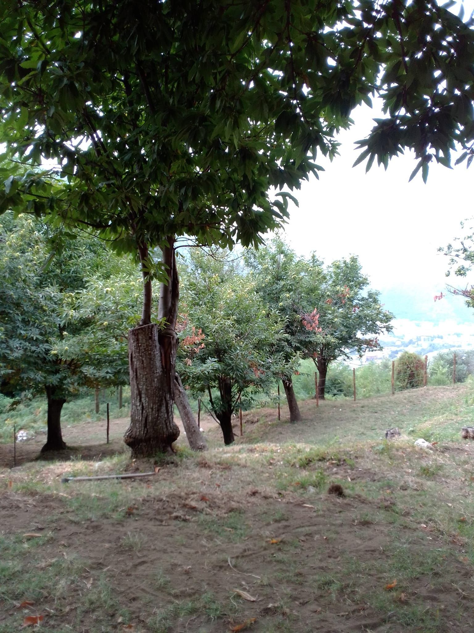 Tenda in castagneto