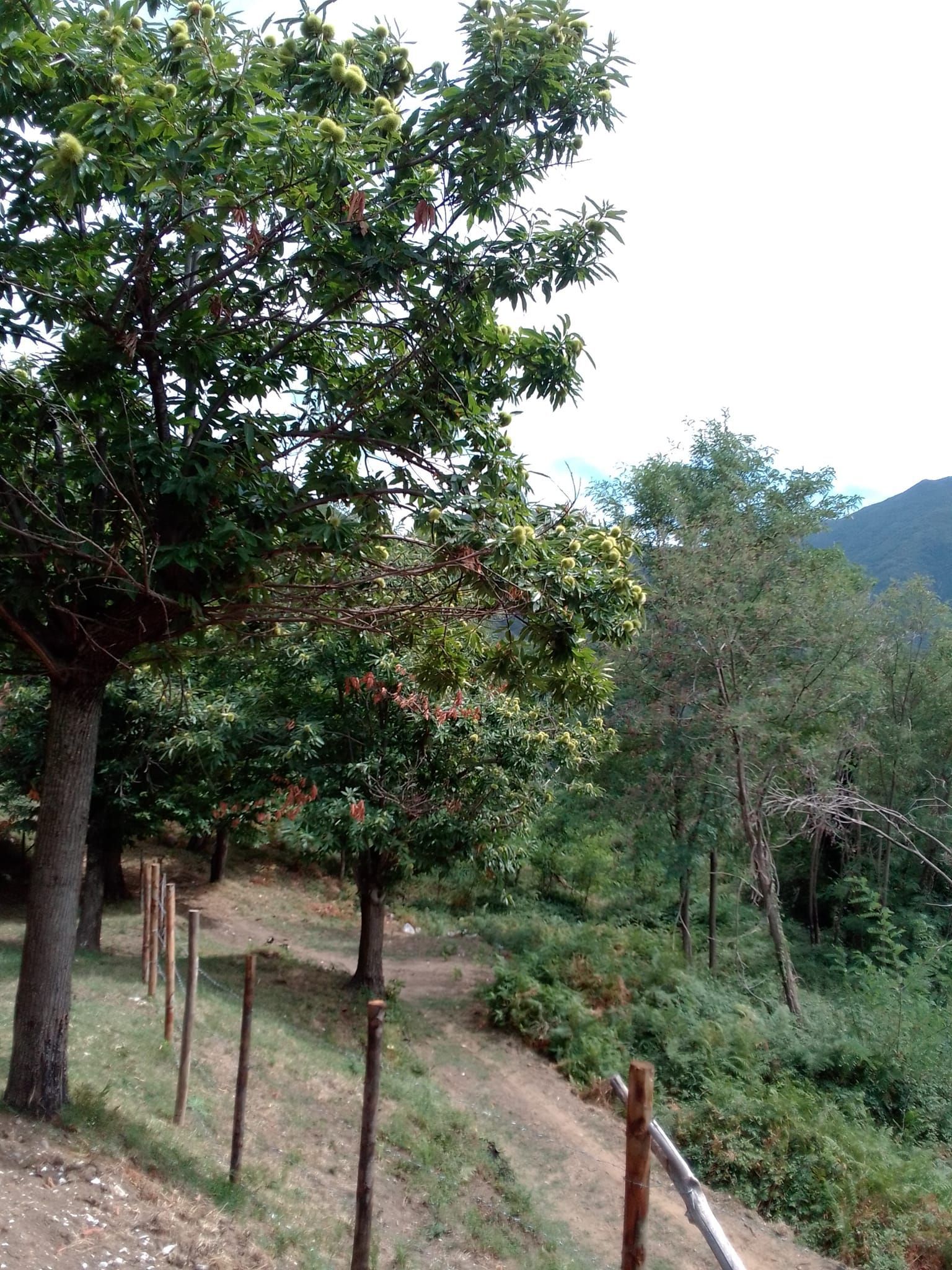 Tenda in castagneto