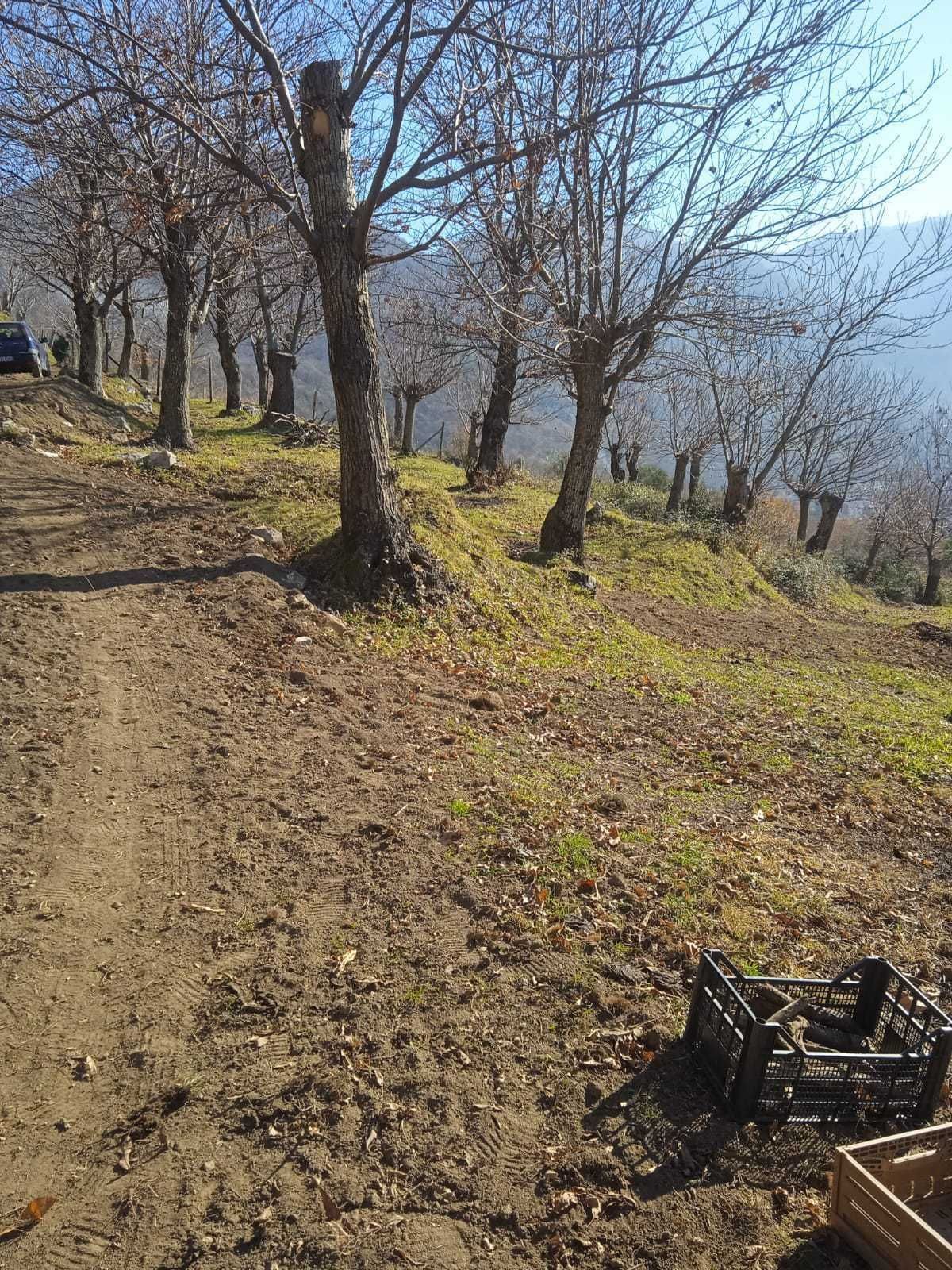 Tenda in castagneto