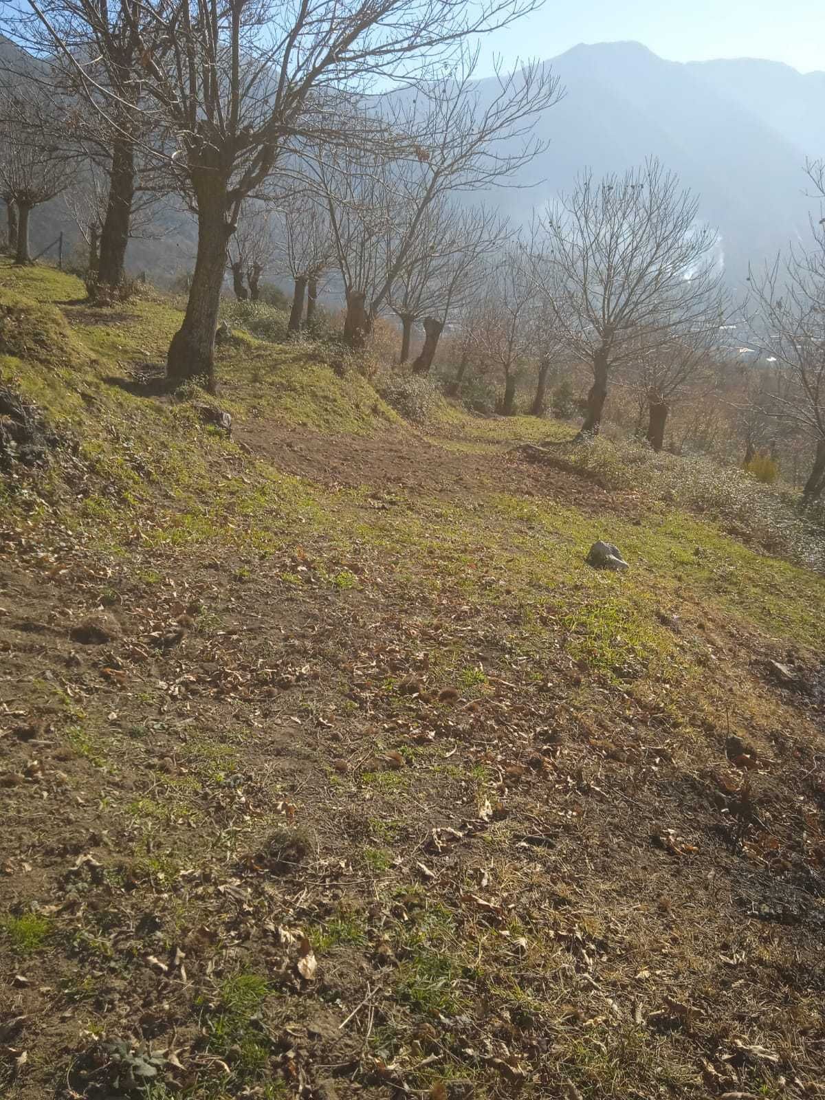 Tenda in castagneto