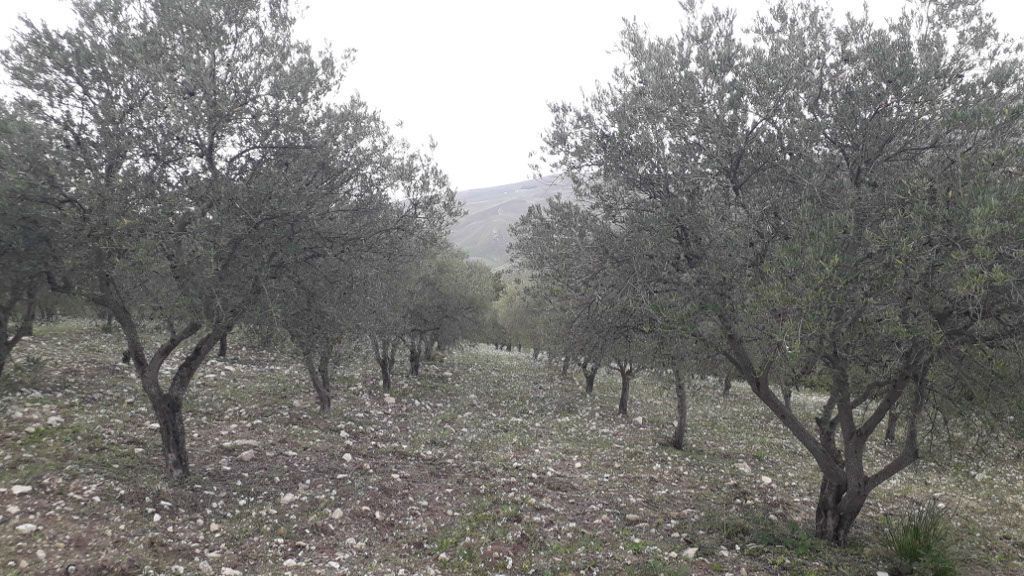 Piazzola in giardino recintato nel cuore della Sicilia tra Campofiorito e Corleone