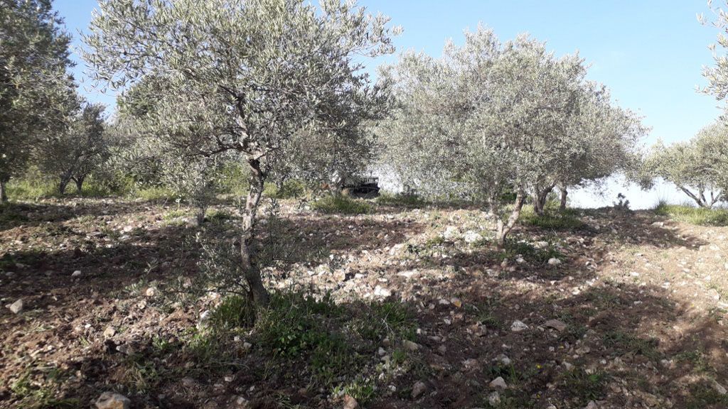 Piazzola in giardino recintato nel cuore della Sicilia tra Campofiorito e Corleone