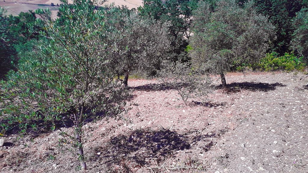 Piazzola in giardino recintato nel cuore della Sicilia tra Campofiorito e Corleone