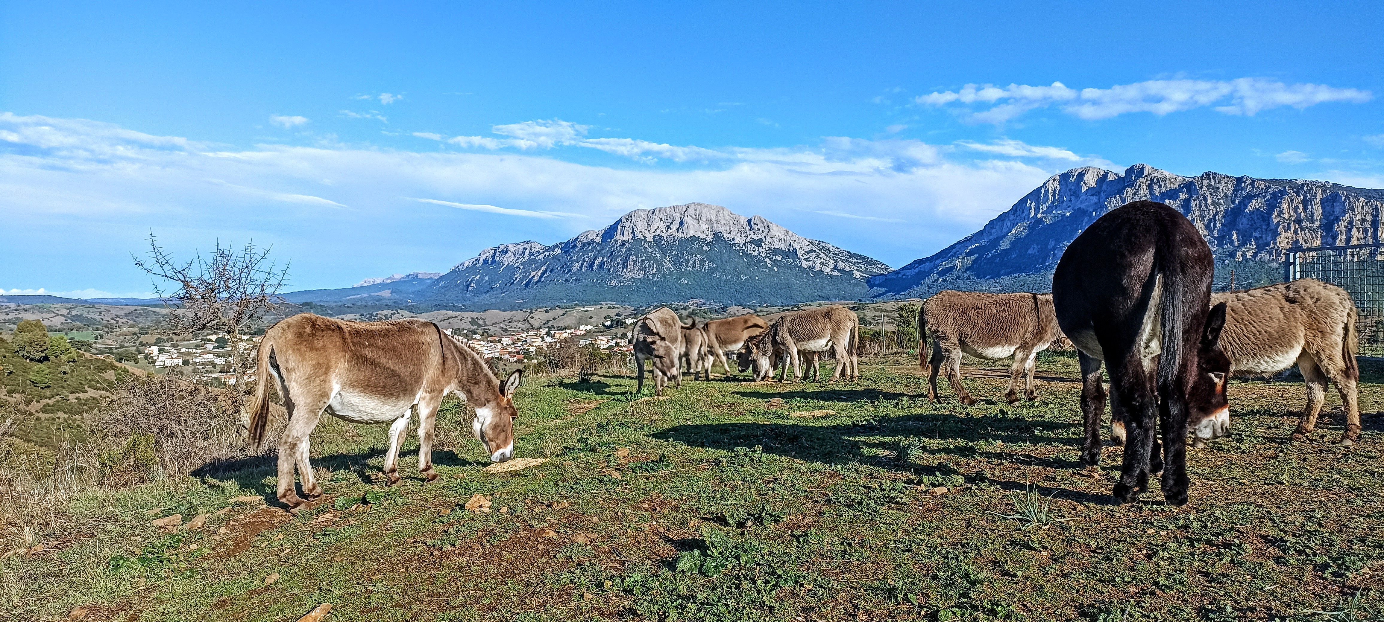 Agricamping Luzana Allevamento Etico