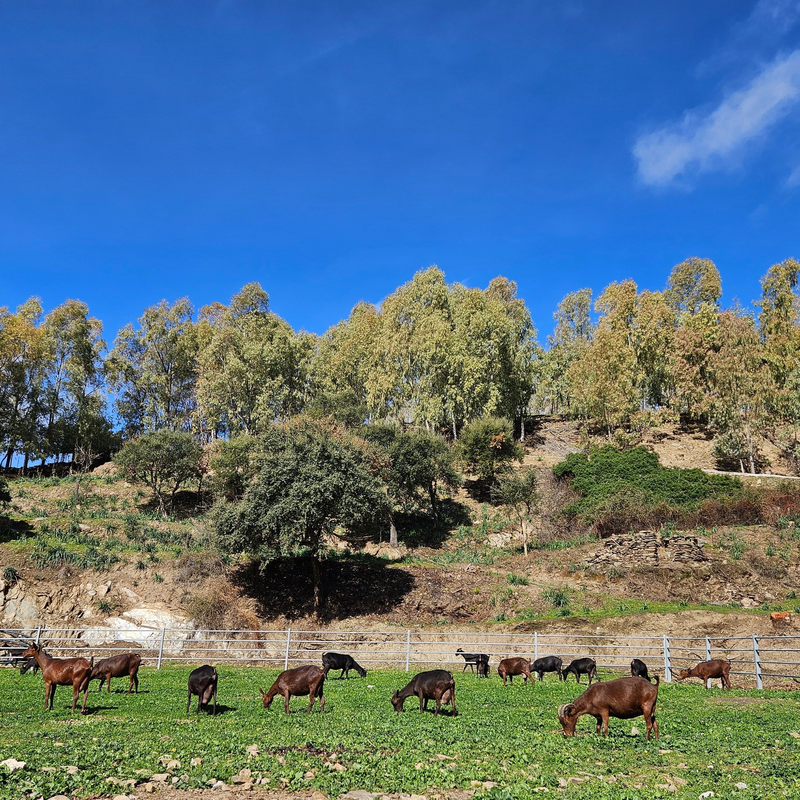 Agricamping Luzana Allevamento Etico