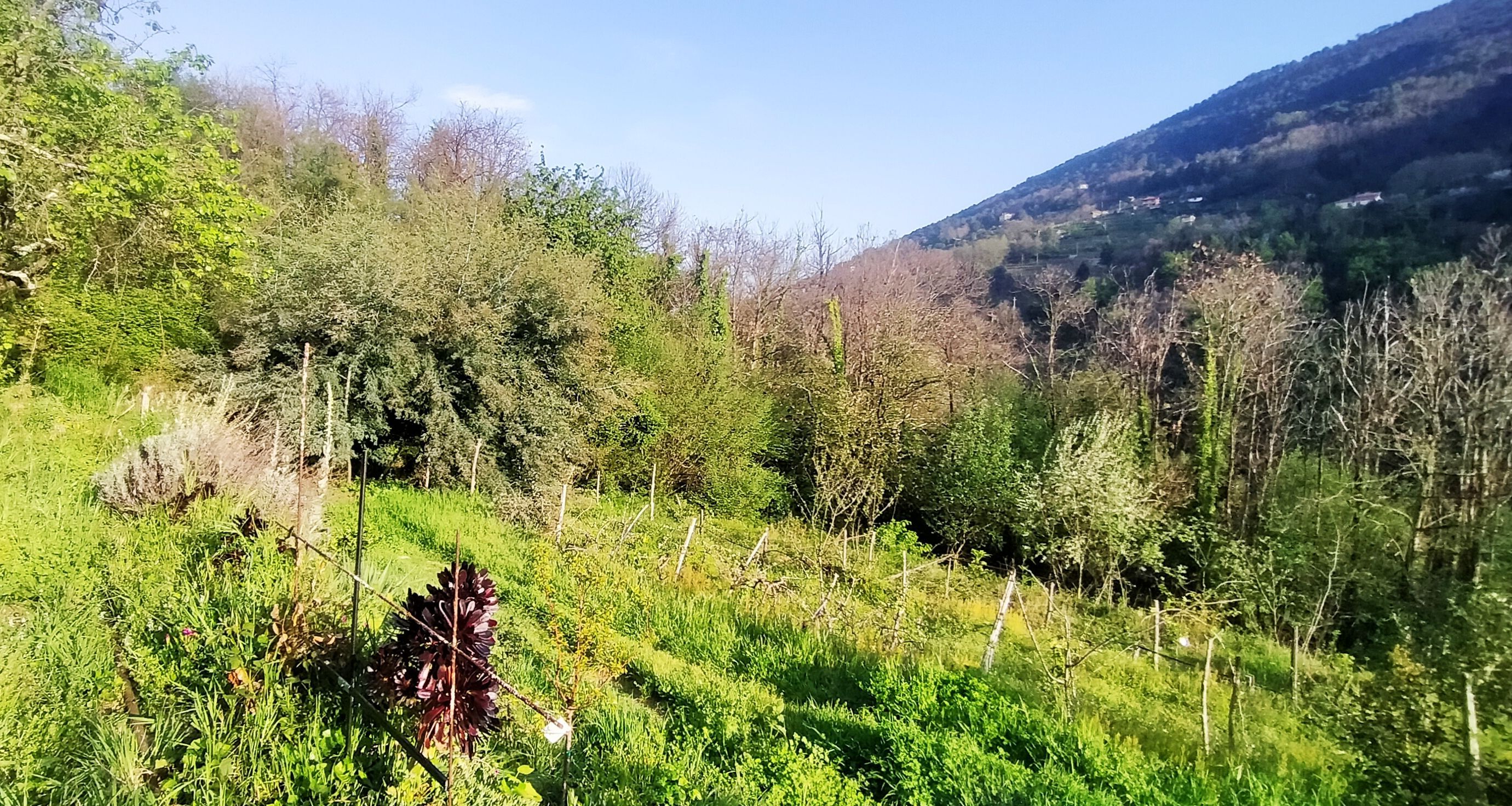 Selvatica - Un' esperienza di vacanza semplice e autentica nella Liguria di Ponente