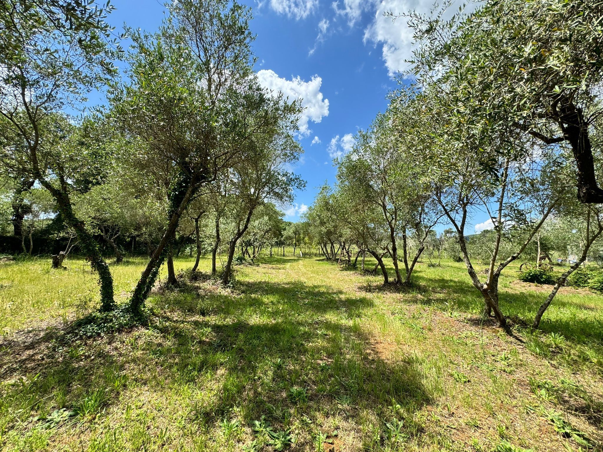 La VERDEA- un oliveto immerso nella pace