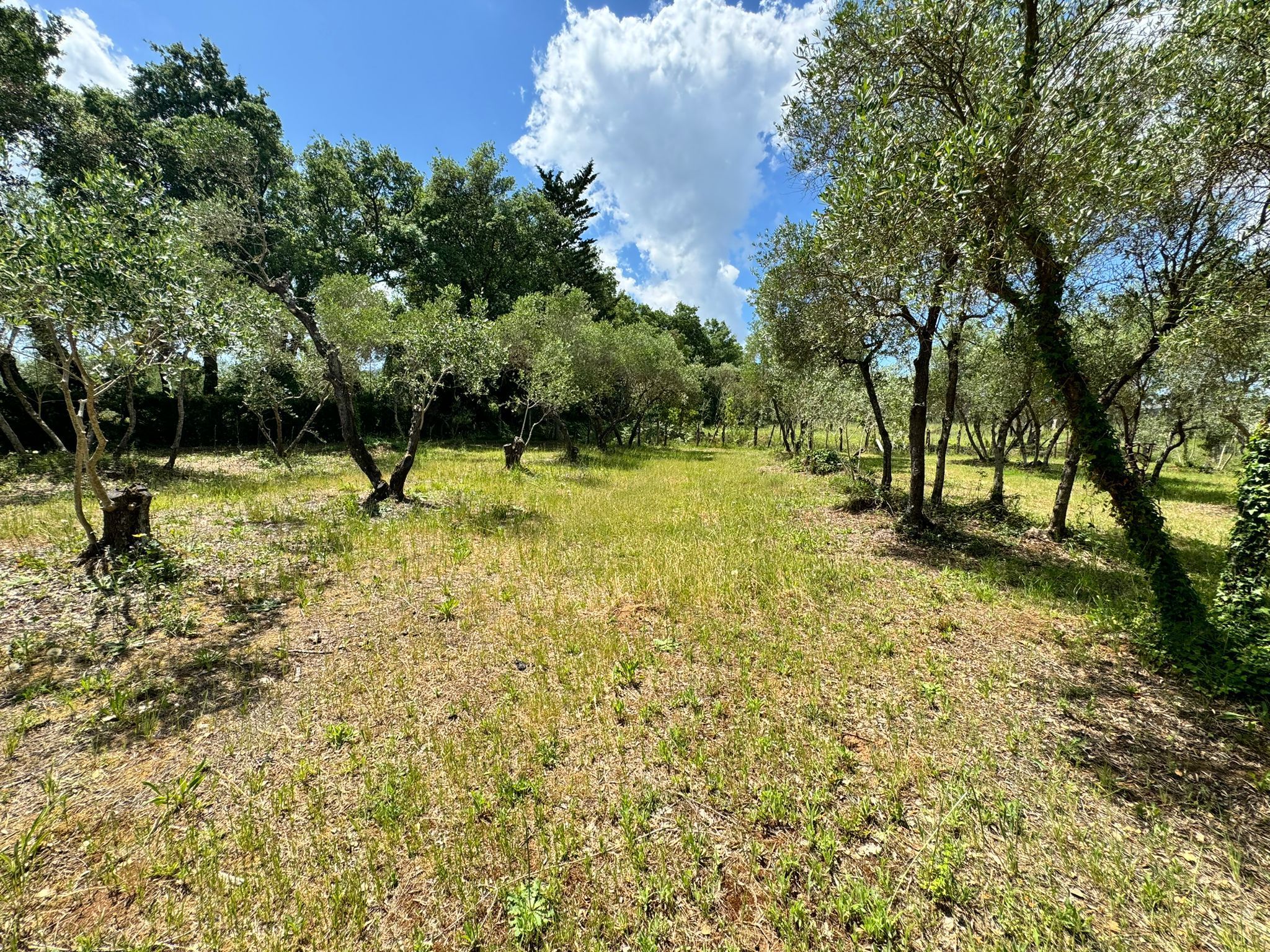 La VERDEA- un oliveto immerso nella pace