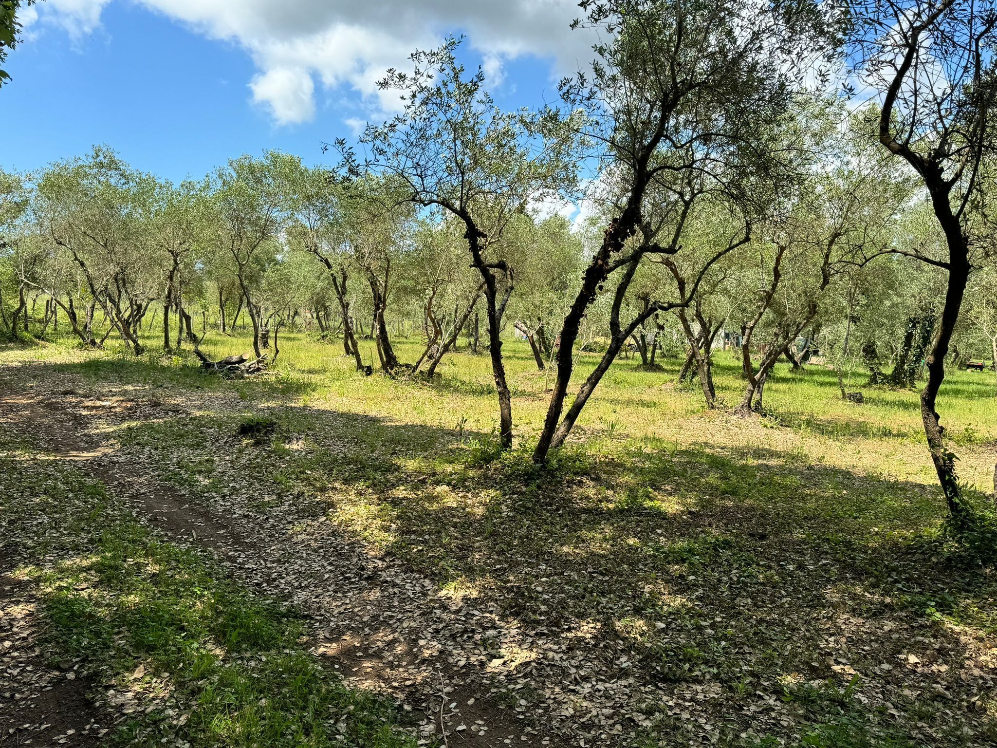 La VERDEA- un oliveto immerso nella pace
