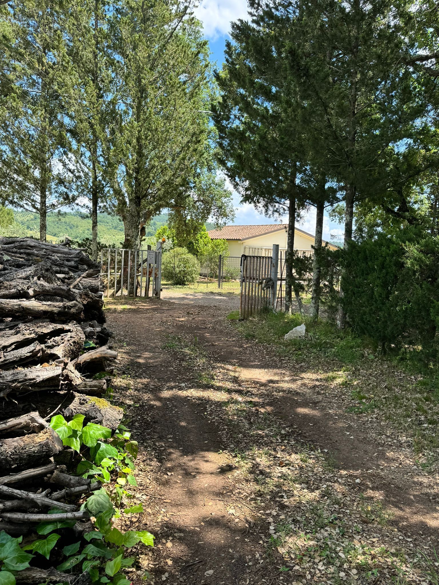 La VERDEA- un oliveto immerso nella pace