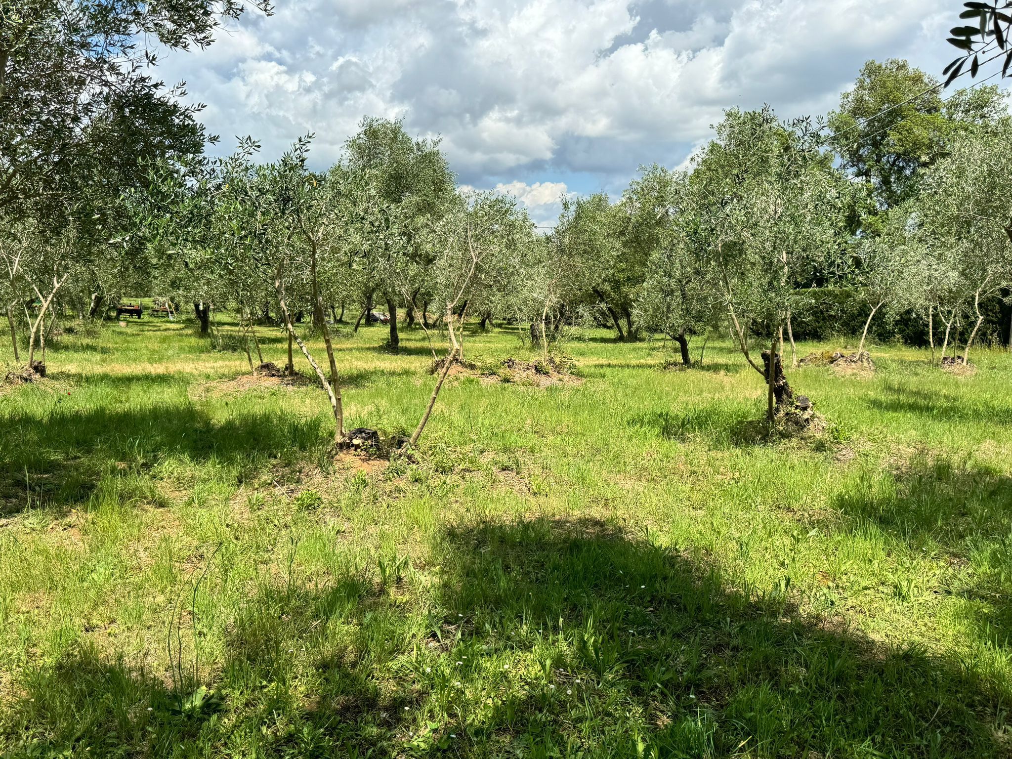 La VERDEA- un oliveto immerso nella pace