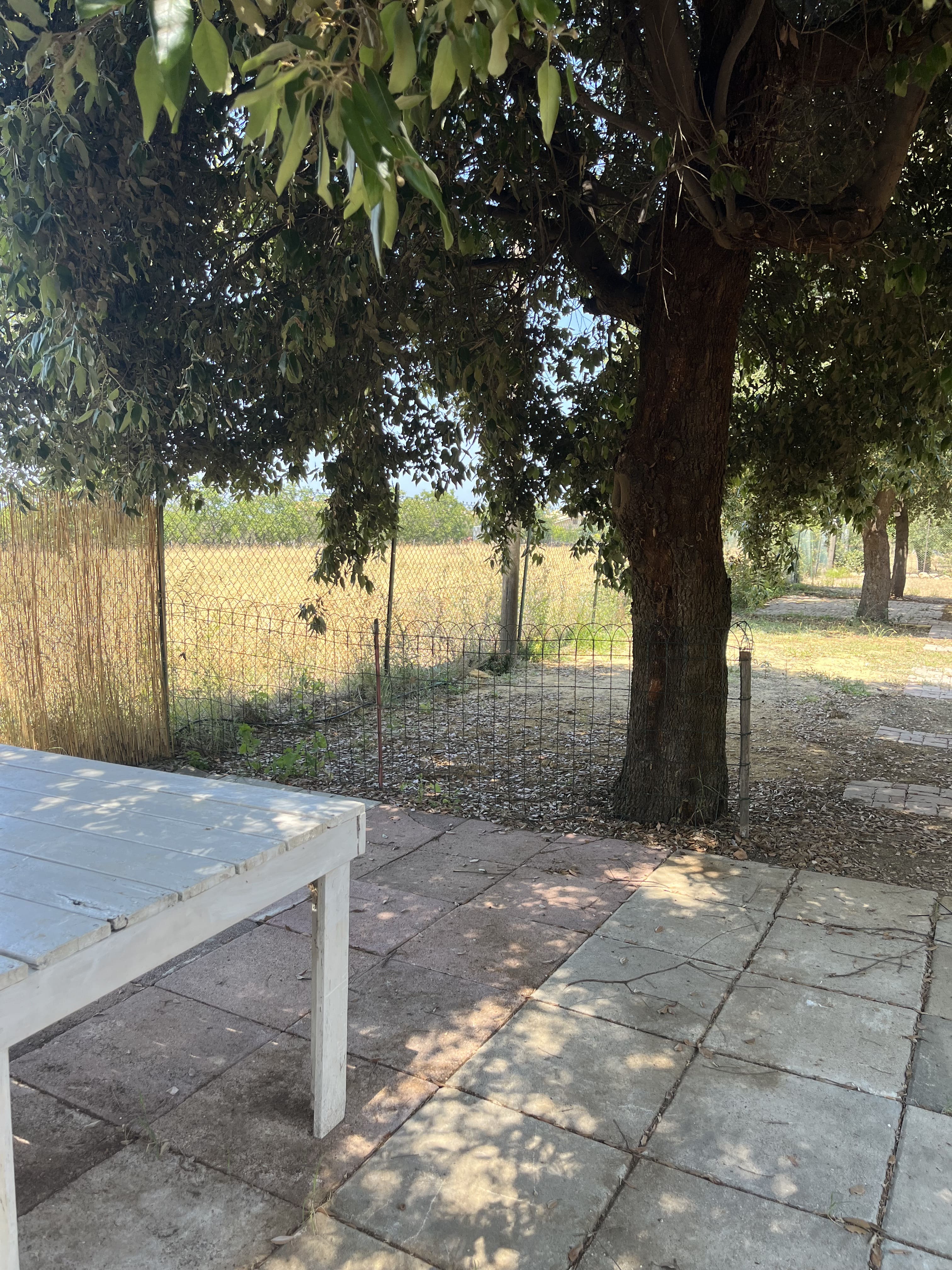 Piazzole per tende in uliveto a Punta Aderci